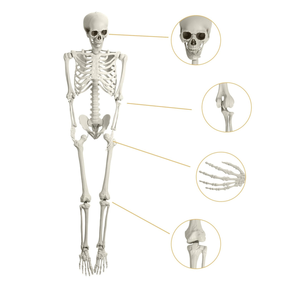 5.4Ft Poseable Skeleton with Movable Joints Q633650