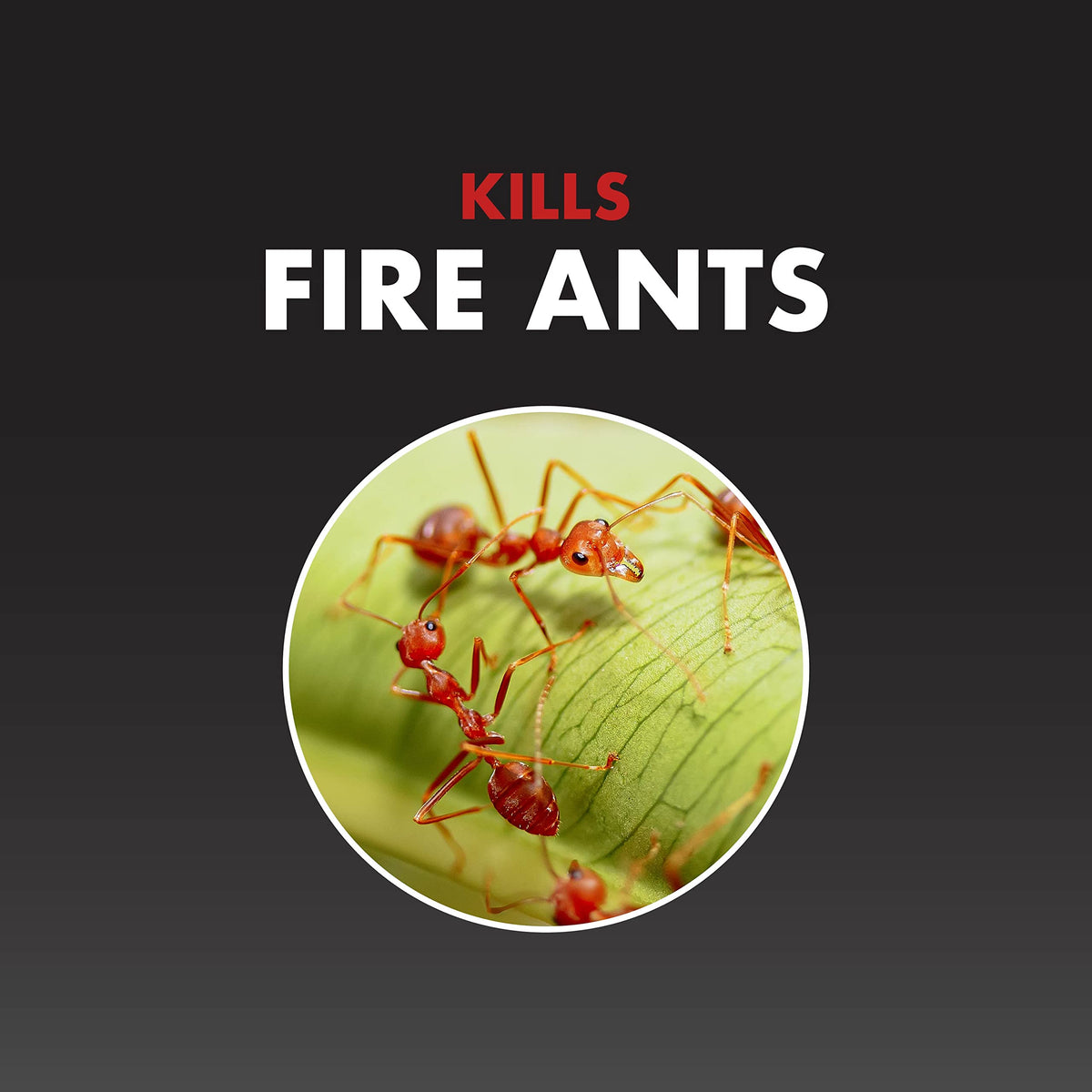 Fire Ant Killer Granules 5 Lb W950830