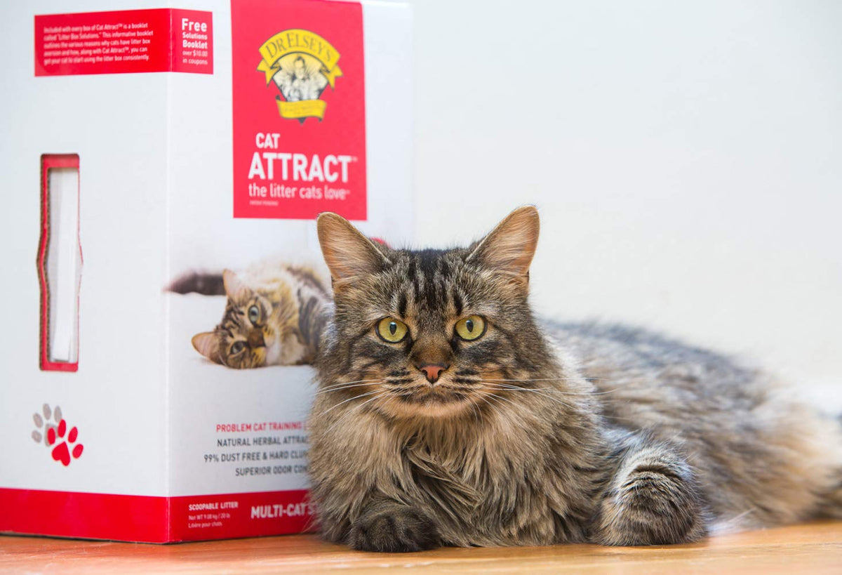 Cat Attract Training Litter 20 Pound A969885