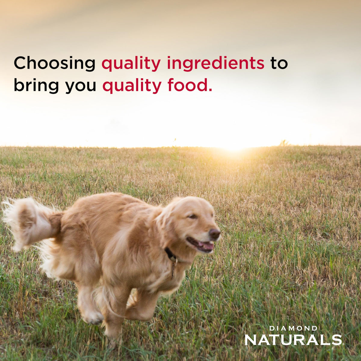 Chicken Puppy Dry Dog Food 6lb R19474